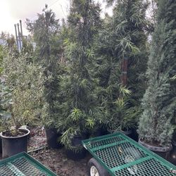 Podocarpus macraphyllus ( Japanese Yew) 15gal 7’-8’