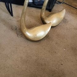 Swans 