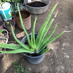 Aloe Vera