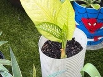 Yellow leaf plant in white pot