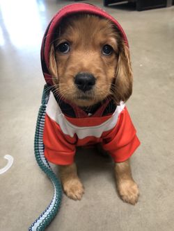 Xs Star Wars x-wing fighter pilot costume puppy dog Halloween