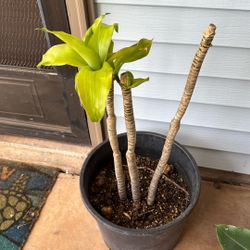 Lucky Plant (fortune)