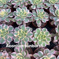 Aeonium Sunburst 4” Pot 