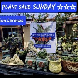 PLANT SALE ON SUNDAY IN SAN LORENZO..SKYLINE SUCCULENTS 