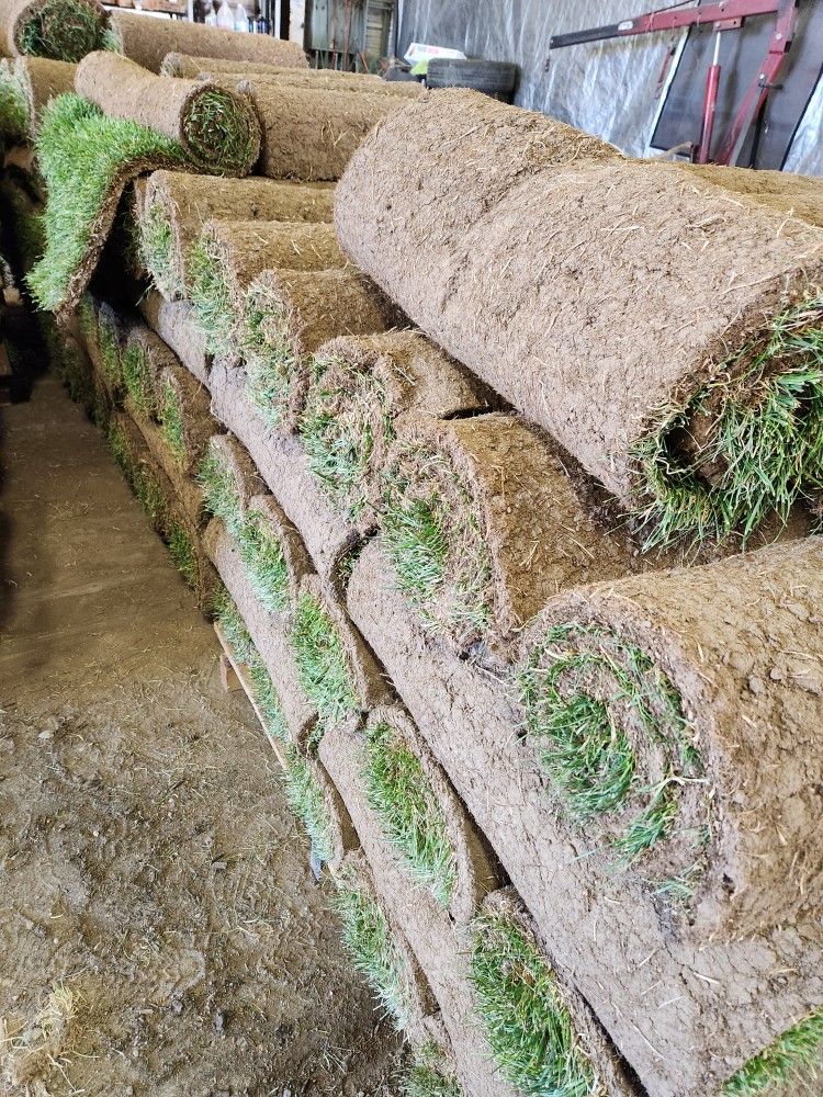 Green Sod Cut Daily