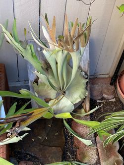 Well cared for Staghorn ferns