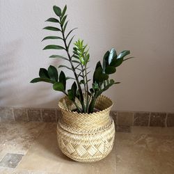 Hand Woven Tarahumara Basket Plant Stand