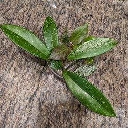 Hoya Cuttings Bundle