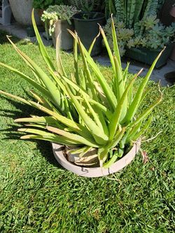 Aloe Vera