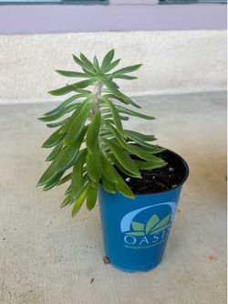 Potted Succulent Outdoor Plant