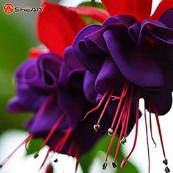 4” Fucshia Plant 