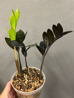 Zamioculcas zamiifolia ‘Oscura’/ZZ ‘Oscura’