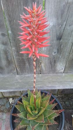 ruby slippers succulent Echeveria Ruby Slippers Succulent Live Plant 2'' pot – Dose of Succulents main image 0