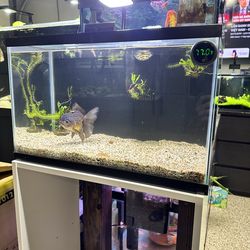 10 gallon fish tank