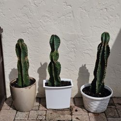 Potted Apple 🍎 Cactus 🌵 
