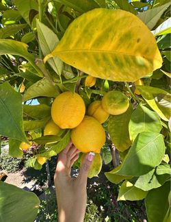 Lisbon lemon trees Árboles de limón amarillos Lisbon $40 each