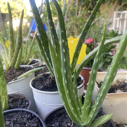 Aloe Vera Plants 