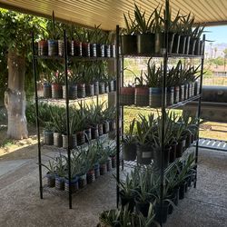 Century Plant Agave