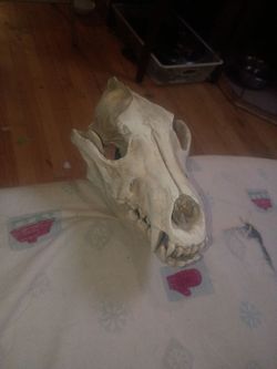 Black Bear Skull