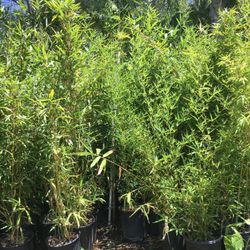 Approximately 4-6 feet tall - Bamboo Plants - In 5 Gallon Size 