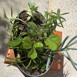 Succulents Arrangement On Sale $15 