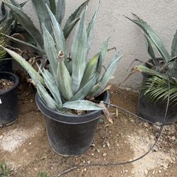 Agave Plants 