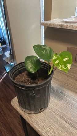 Live plant