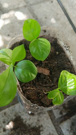 Naranja agria jalapeño