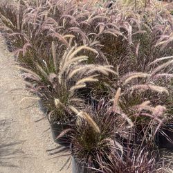 Purple Fountain Grass 