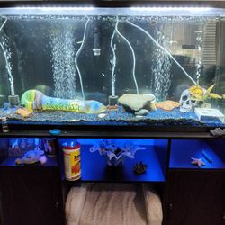 55 gallon top fin starter kit fish tank