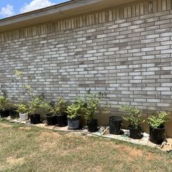 Crepe Myrtles, shrubs, trees