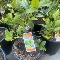 Fruit Trees 
