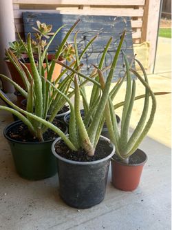 Aloe Vera Outdoor Succulent Plants