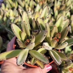 Succulent 