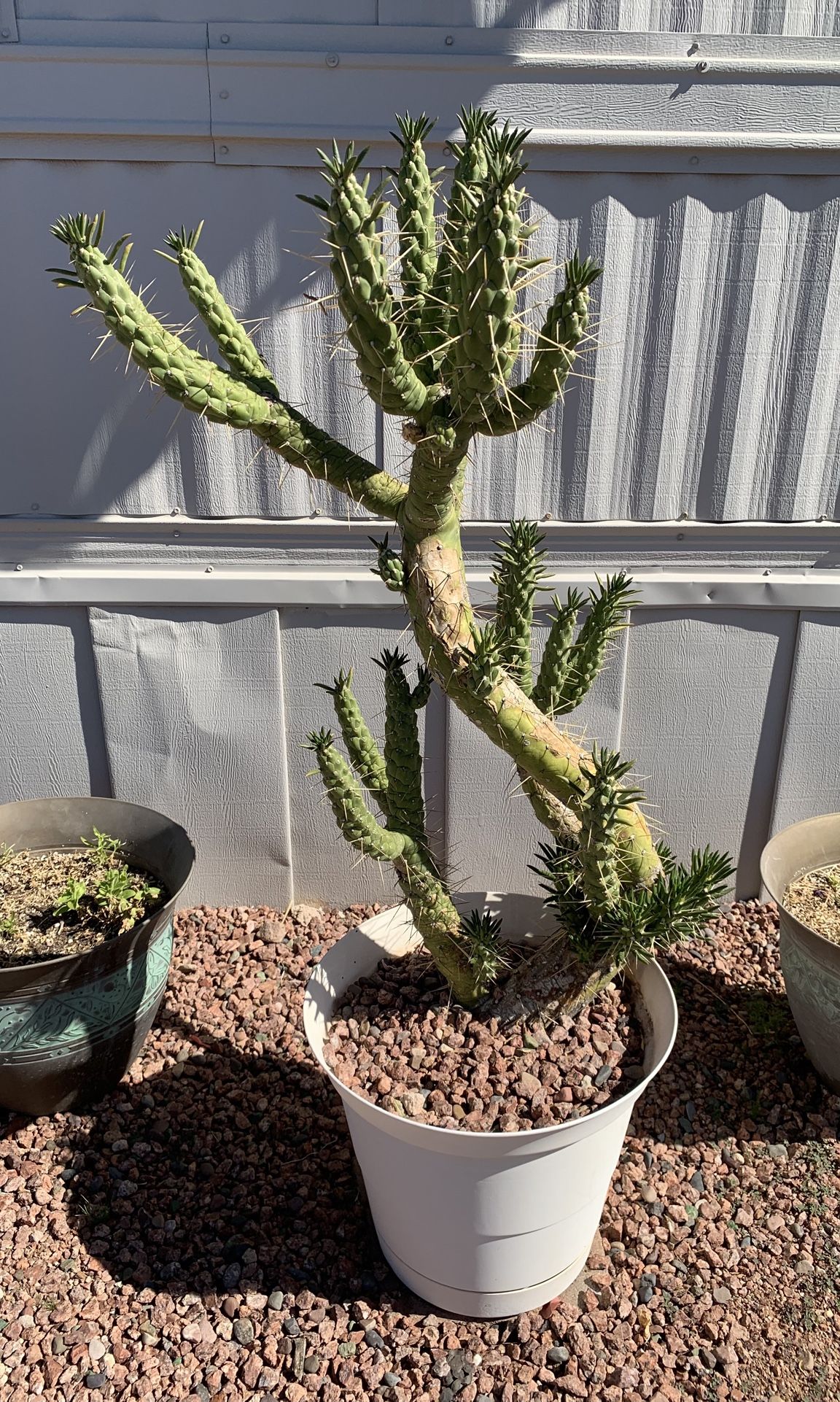 Potted Cactus Plants