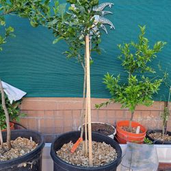 Persian Lime Tree