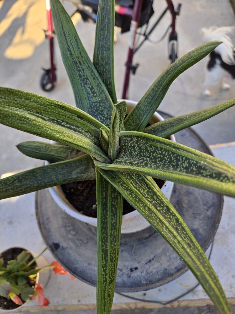 Gasteria Succulent 