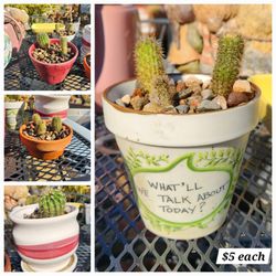 Small Cactus In Ceramic Pots