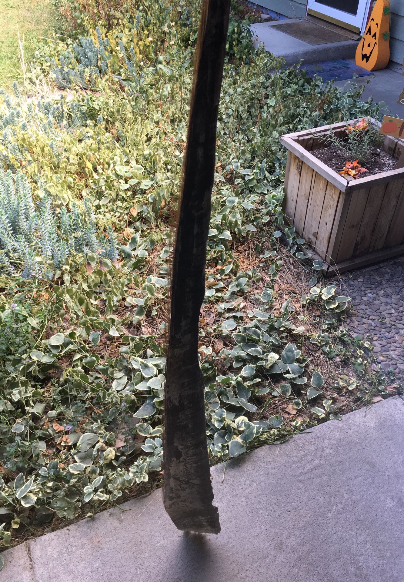 5 ft whale baleen