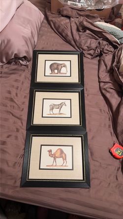 Vintage Safari Natural History Framed Art Prints Set of 3 - 12” x 10”
