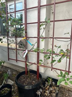 Multi Graft Apple tree