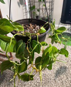 Brasil philodendron ( pick up only )