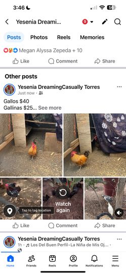 Gallinas Gallos