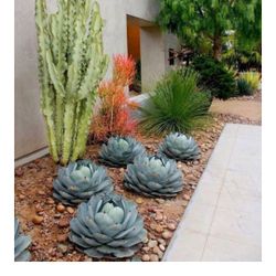 Dryscape Xotera