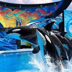 Sea World TICKETS 35 OBO