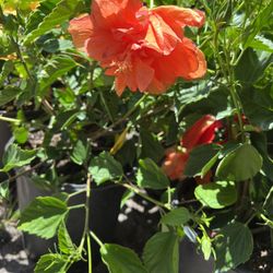 Hibiscus Double Peach Bush & Double Red Bush In 3gls Pot. SPECIAL PRICE 🤩