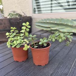 3” Containers Elephant Bush Plant $3 Each