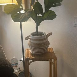 Fiddle Plant And Plant Stand