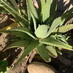 Aloe Plant