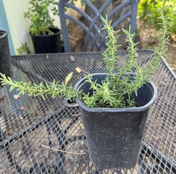 Rosemary Plant